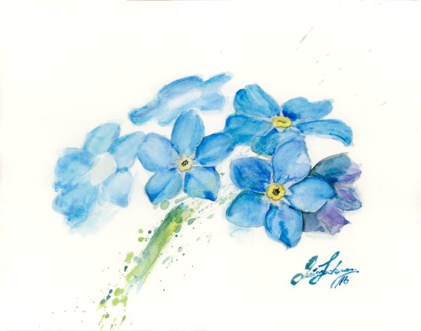 Незабудка рисунок