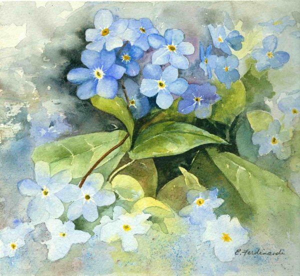 Франц мортедьманс незабудки