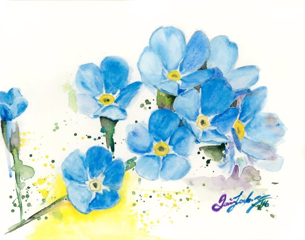 Цветы незабудки