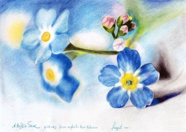 Незабудка карандашом
