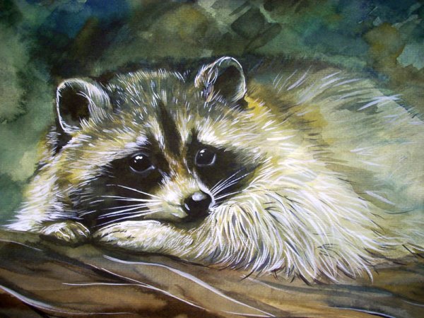 Енот гуашью