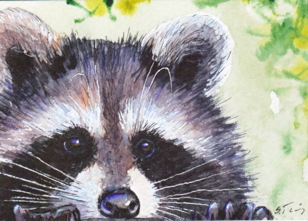 Енот гуашью