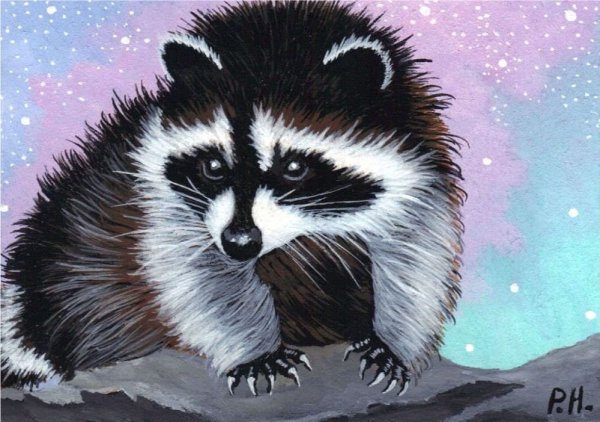 Енот гуашью для детей