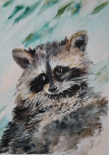 Енот гуашью