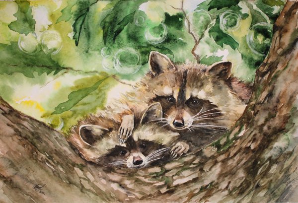 Енот рисунок акварелью