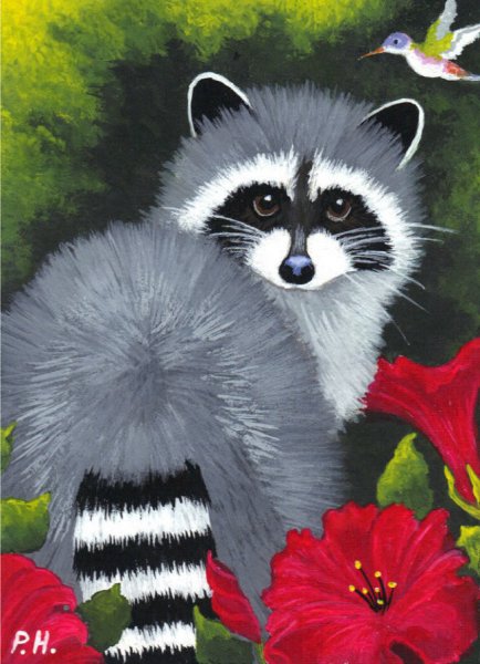 Енот гуашью