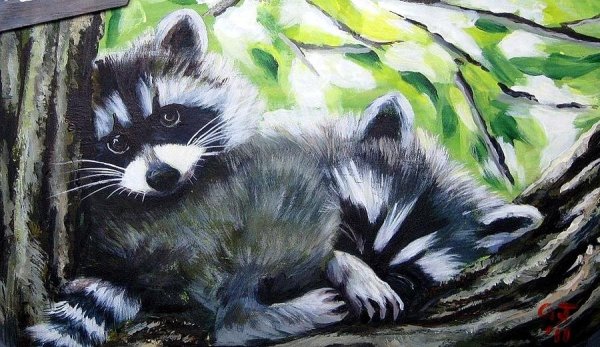 Енот гуашью