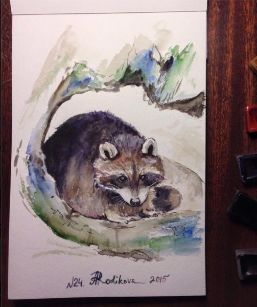 Енот полоскун акварелью