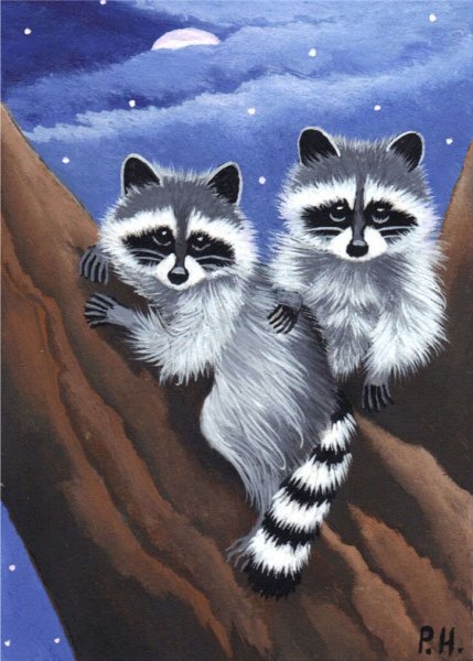 Енот гуашью