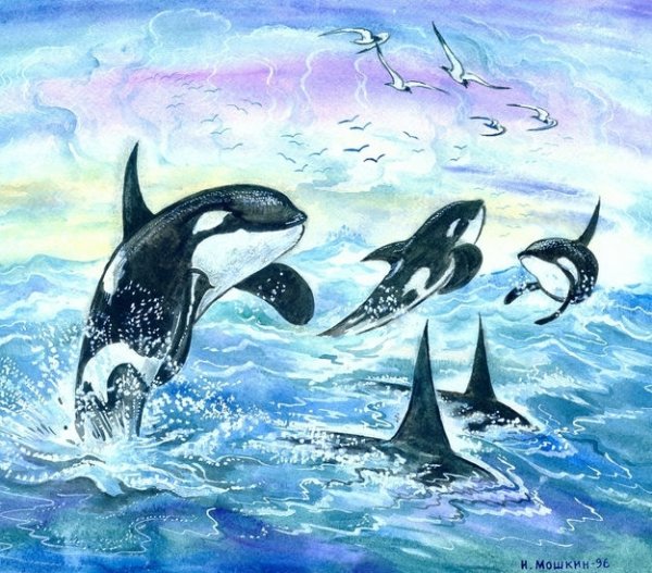 Касатка акварель