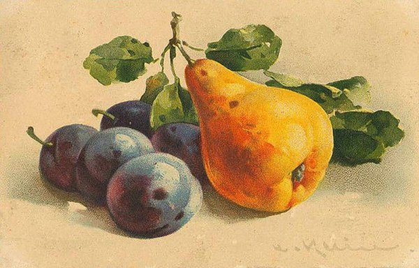 Катарина Кляйн груши