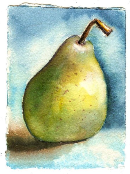 Груша живопись акварель