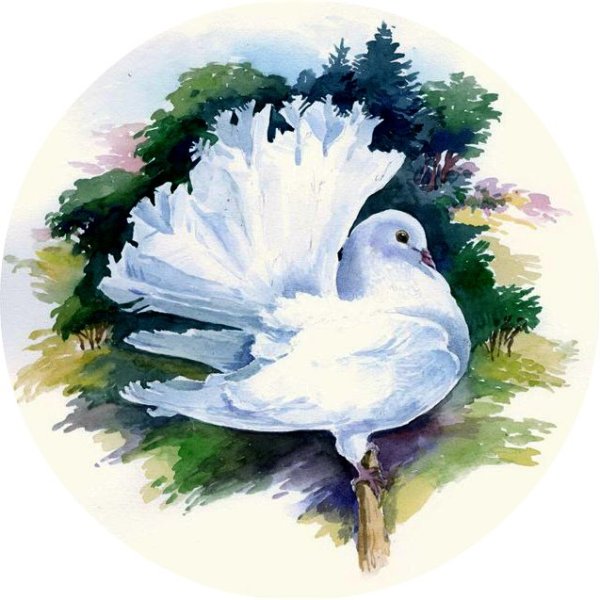 Картина Голубка