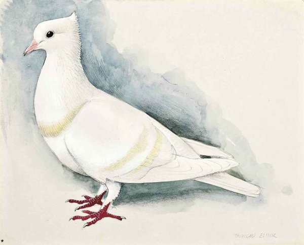Голубь цветными карандашами