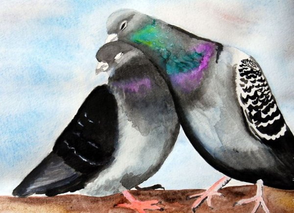 Голубь рисунок гуашью
