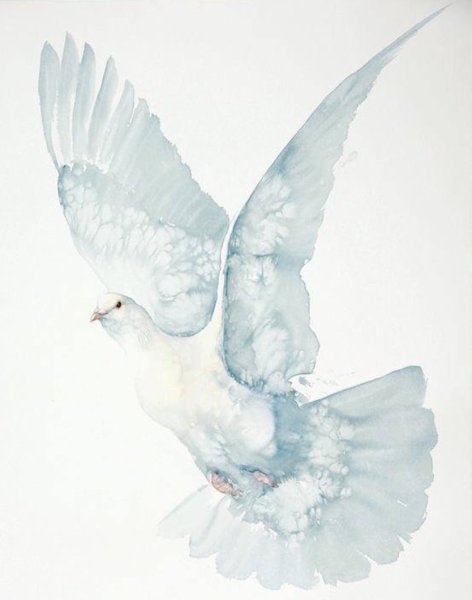 Голубь акварелью для начинающих