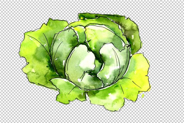 Капуста акварелью