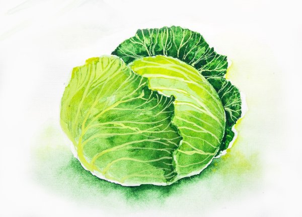Капуста акварелью