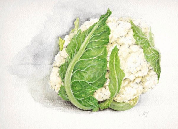 Цветная капуста акварель
