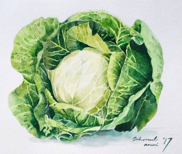 Капуста акварелью