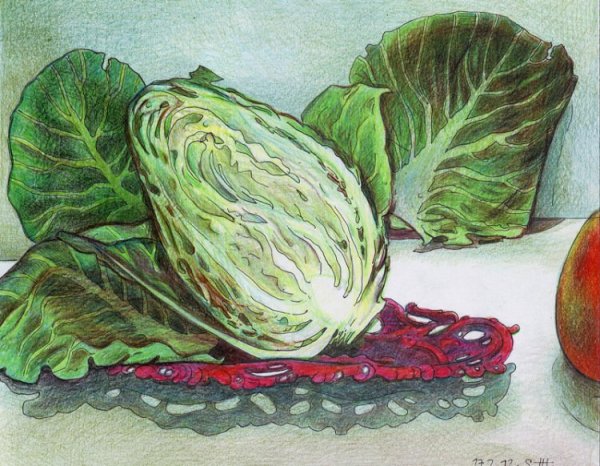 Капуста для рисования
