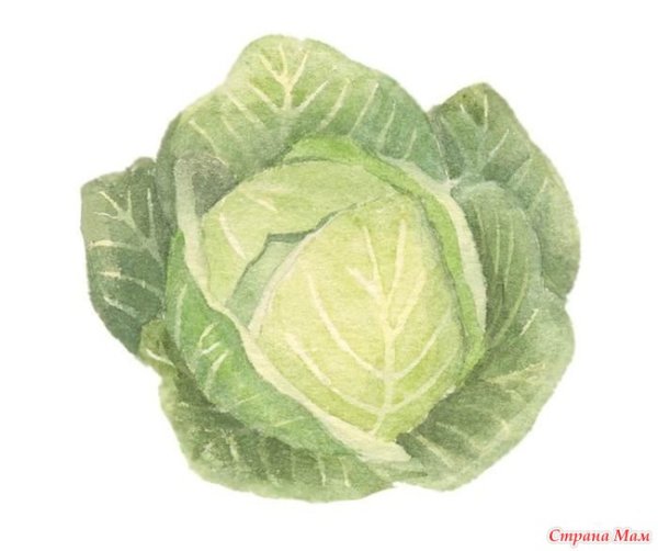 Капуста для дошкольников