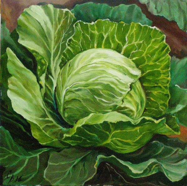 Маковей Елена художник капуста