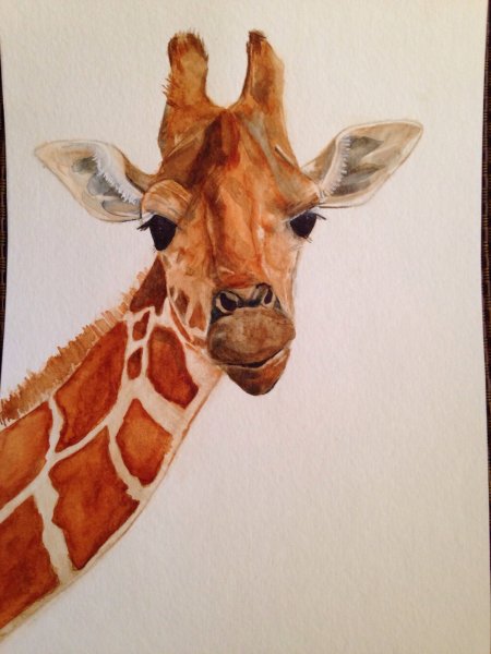 Жирафы маслом