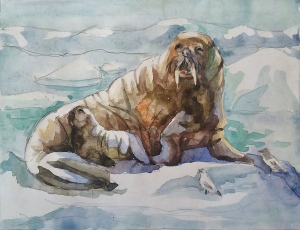 Краски морж