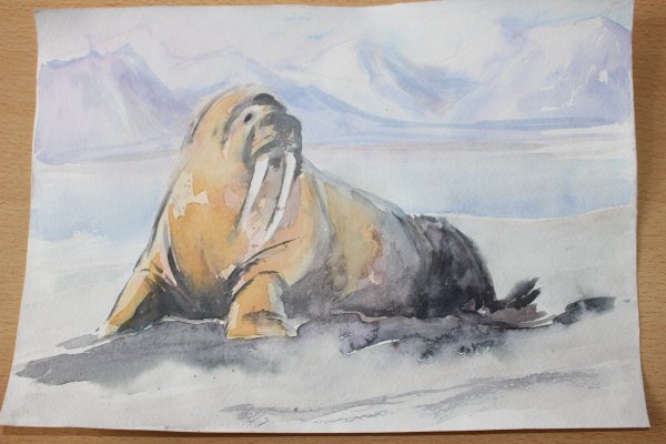 Морж гуашью