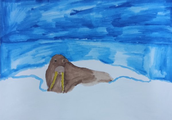 Рисование моржа в средней группе