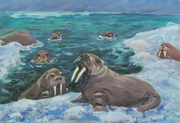 Морж в Арктике Арктика