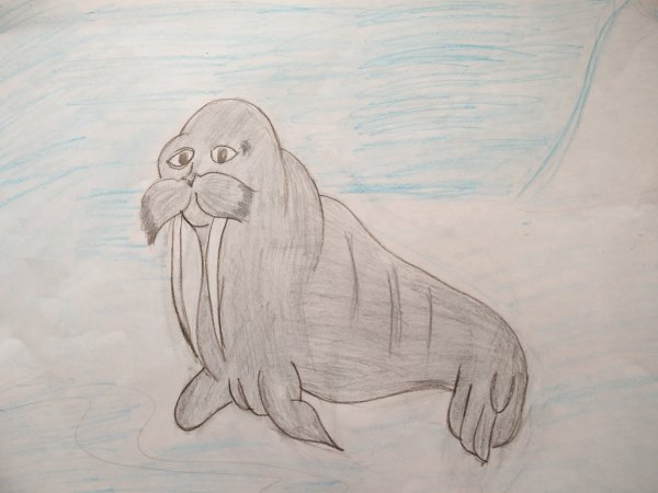 Рисуем моржа гуашью