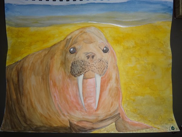 Морж акварель