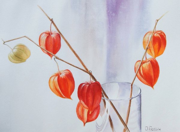 Ветка физалиса