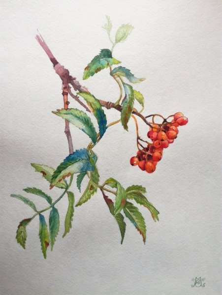 Рябина гуашью
