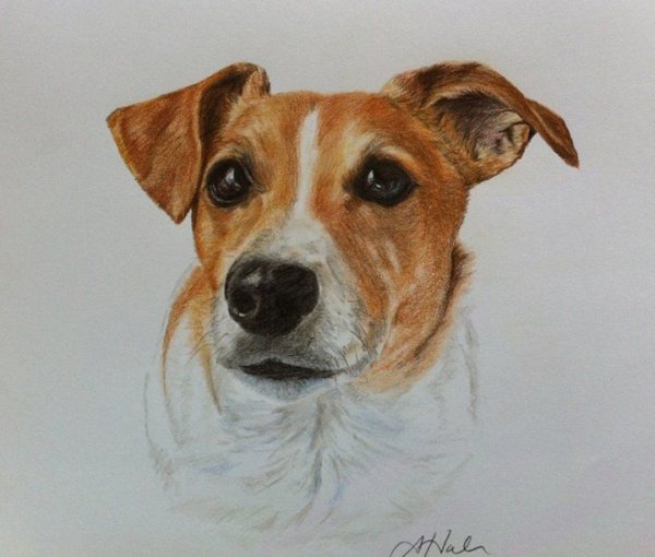 Джек Рассел терьер портрет