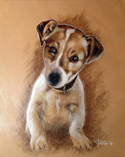 Джек Рассел портрет