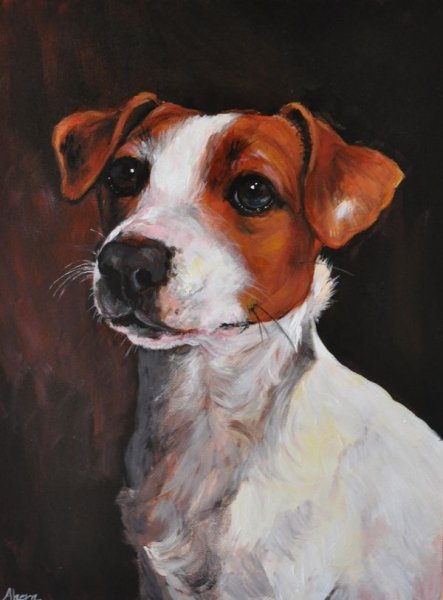 Джек-Рассел-терьер артинеа