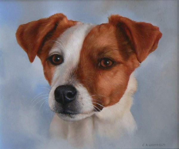 Джек Рассел терьер портрет