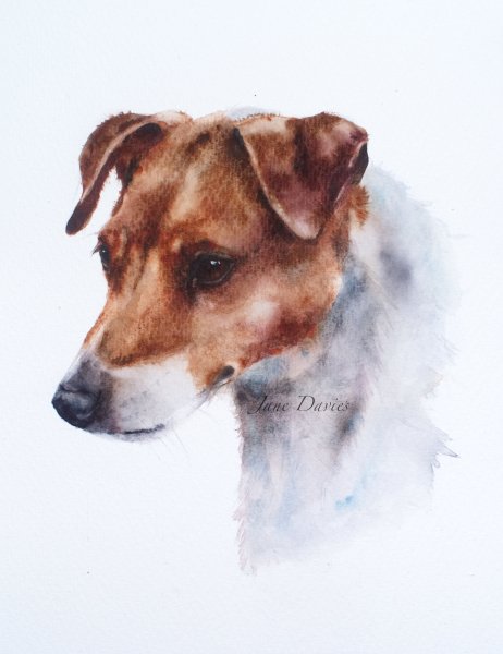 Жесткошерстный Джек Рассел акварель