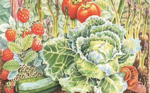 Огород арт