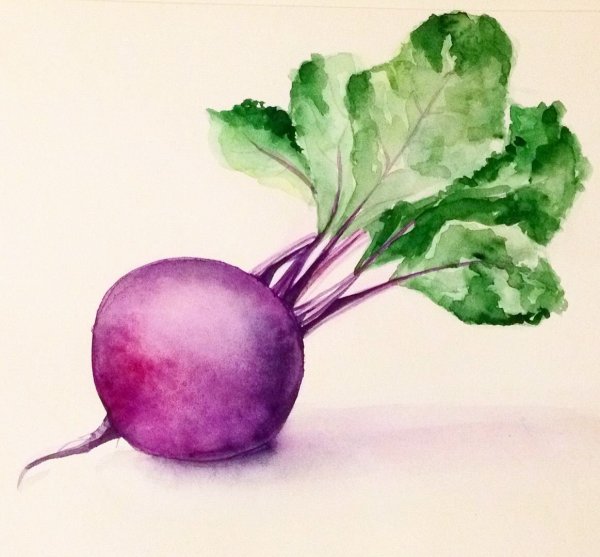 Свекла рисунок
