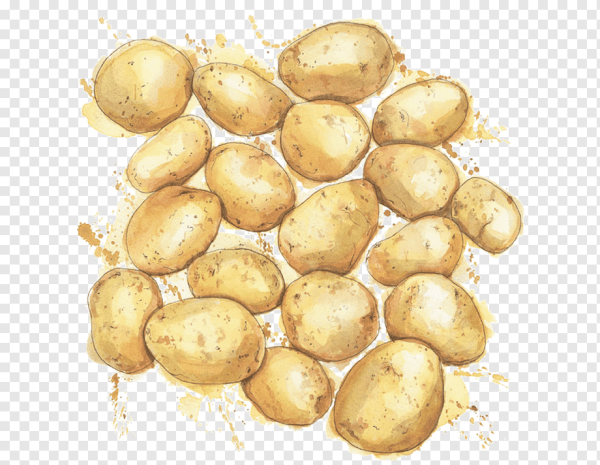 Картофель рисунок