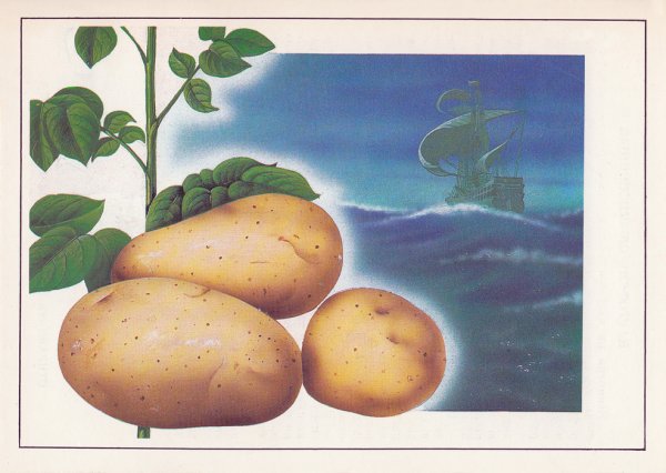 Картофель Пасленовые