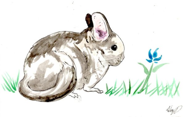 Акварель животные шиншилла