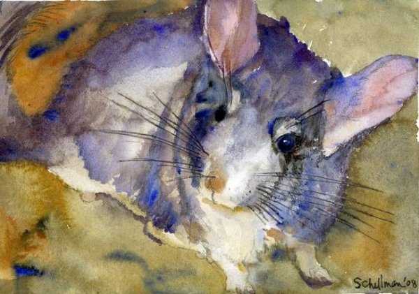 Шиншилла гуашью