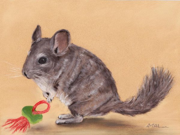 Шиншилла иллюстрация