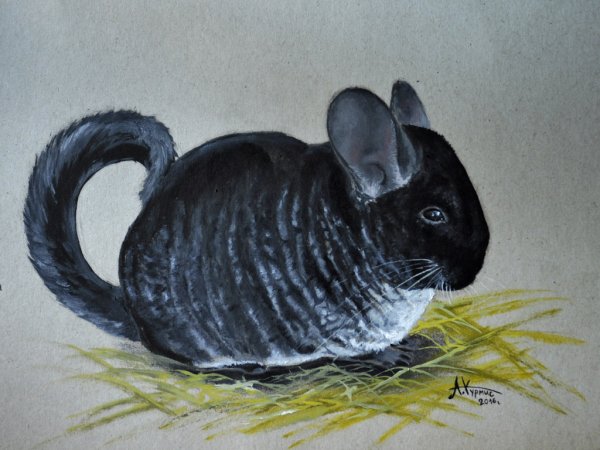 Шиншилла Art