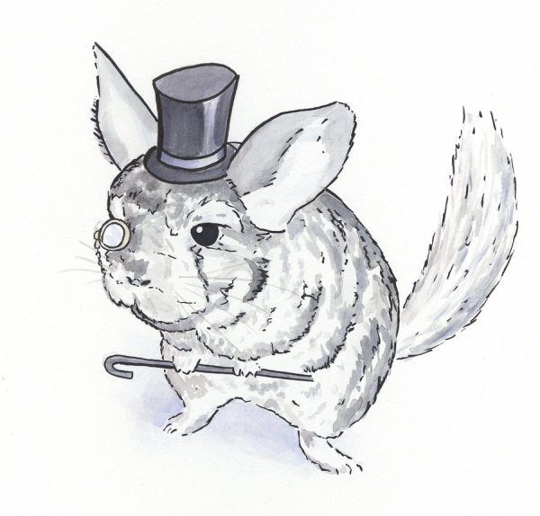 Раскраска шиншилла